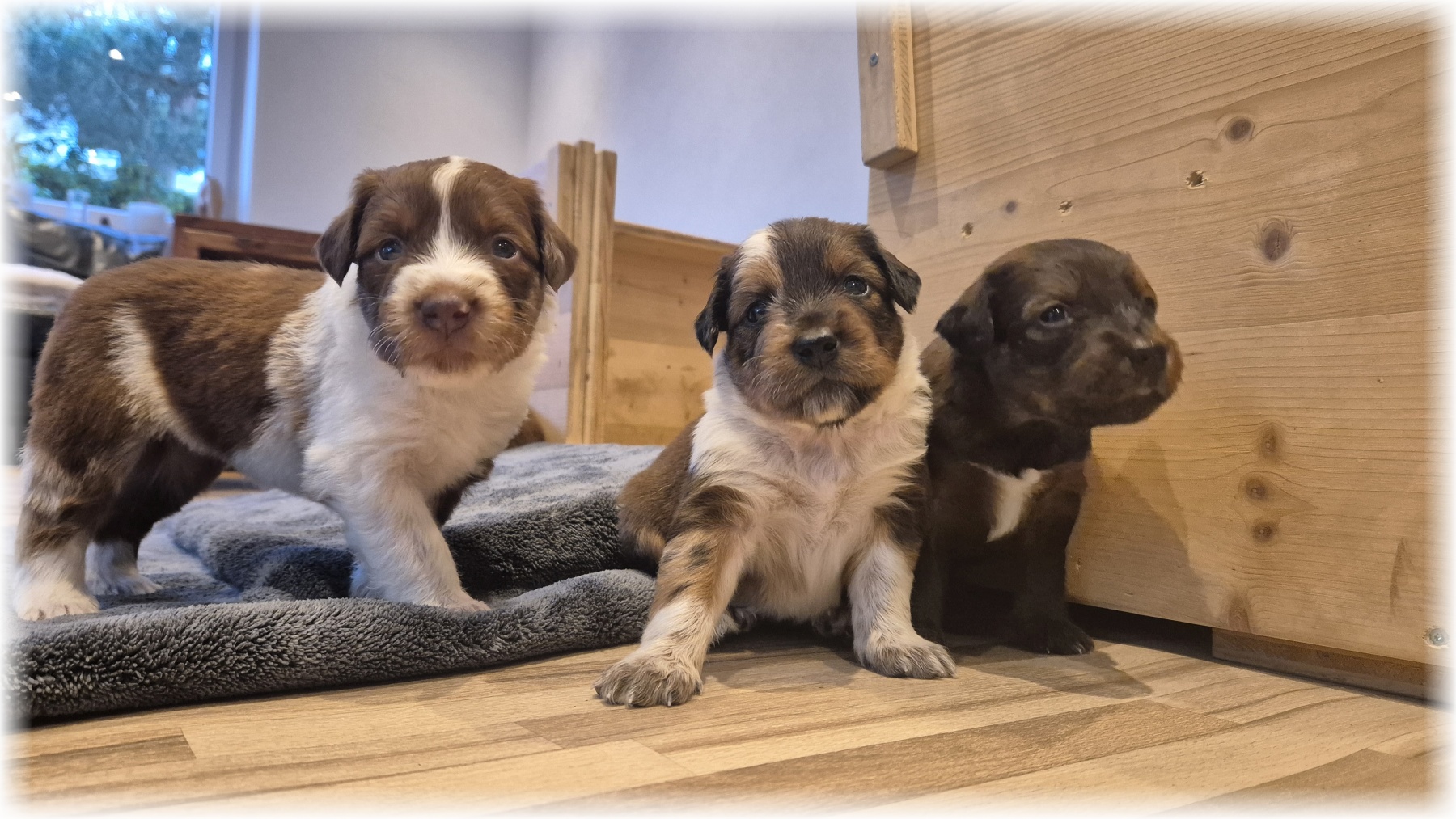 D-Wurf-von-der-Straubenhalde-2025