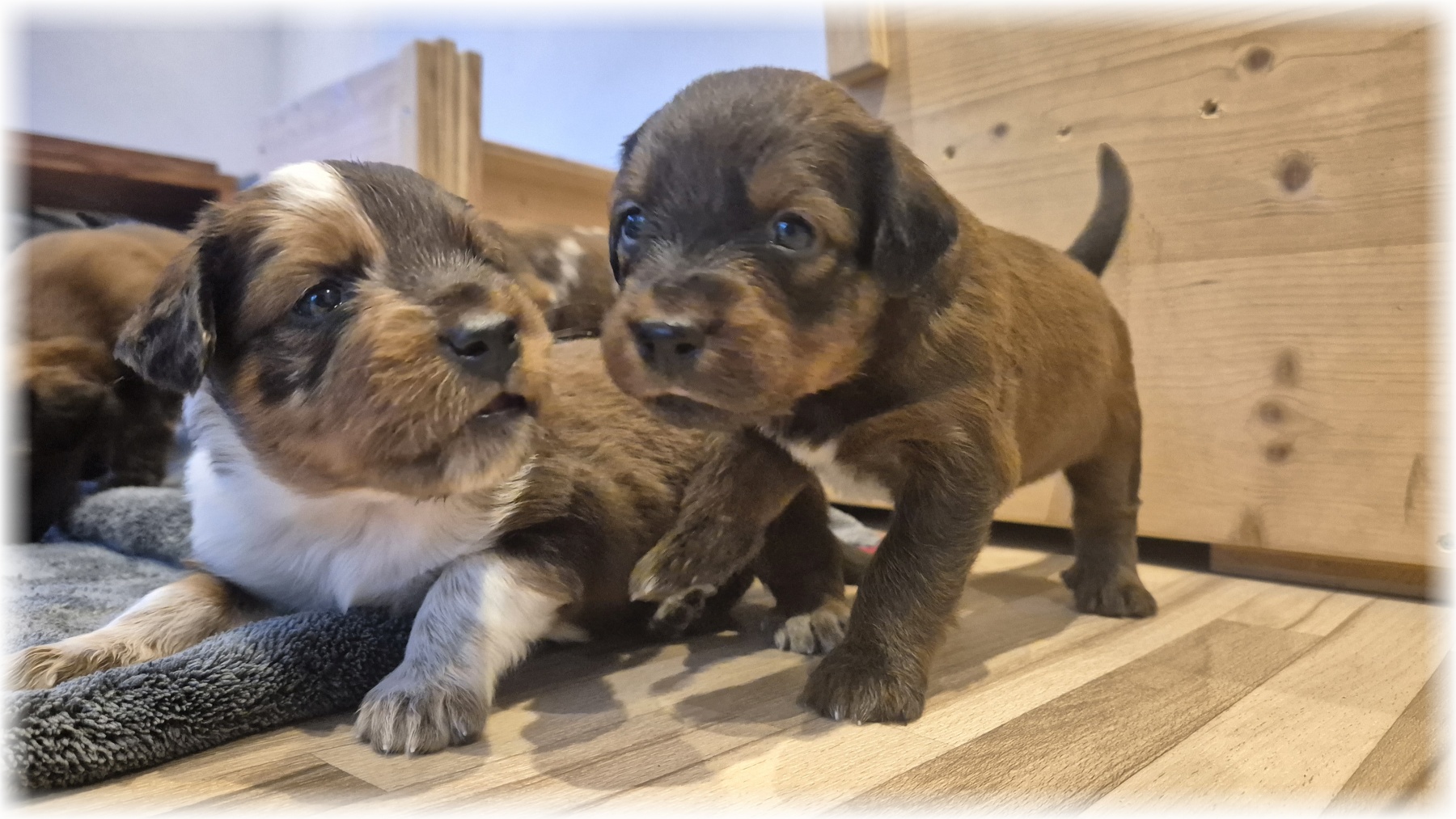 D-Wurf-von-der-Straubenhalde-2025