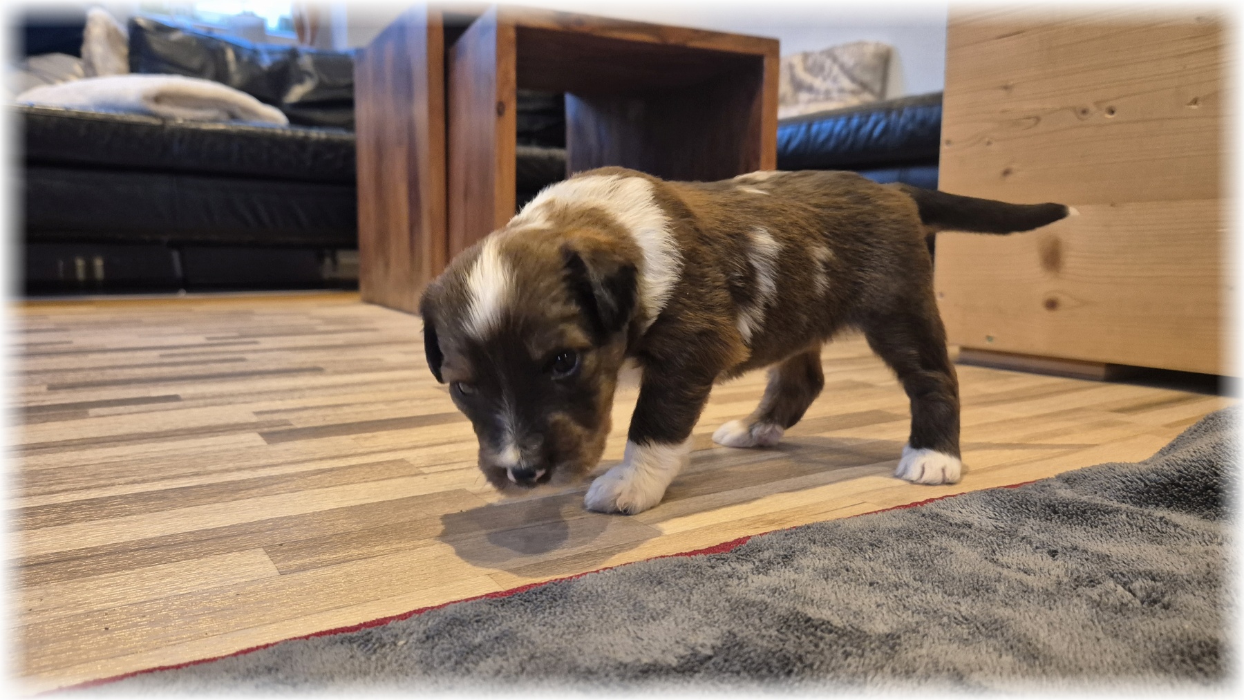 D-Wurf-von-der-Straubenhalde-2025