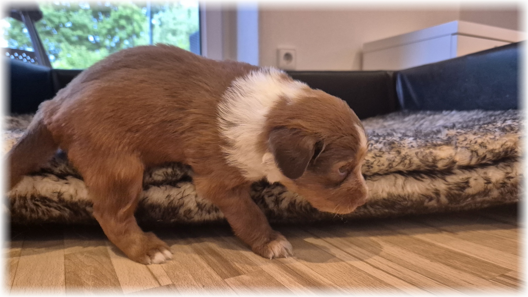 D-Wurf-von-der-Straubenhalde-2025