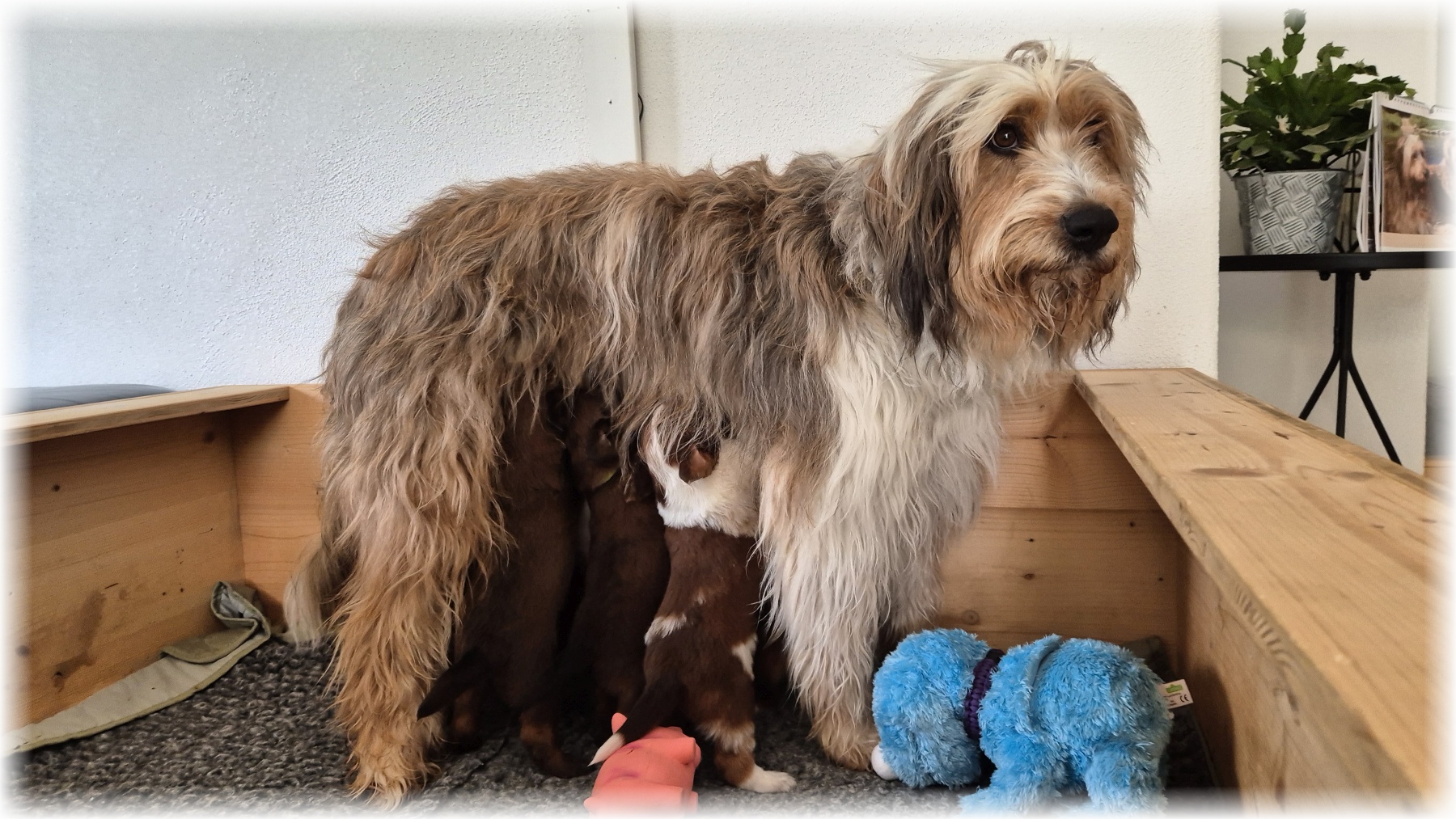 D-Wurf-von-der-Straubenhalde-2025