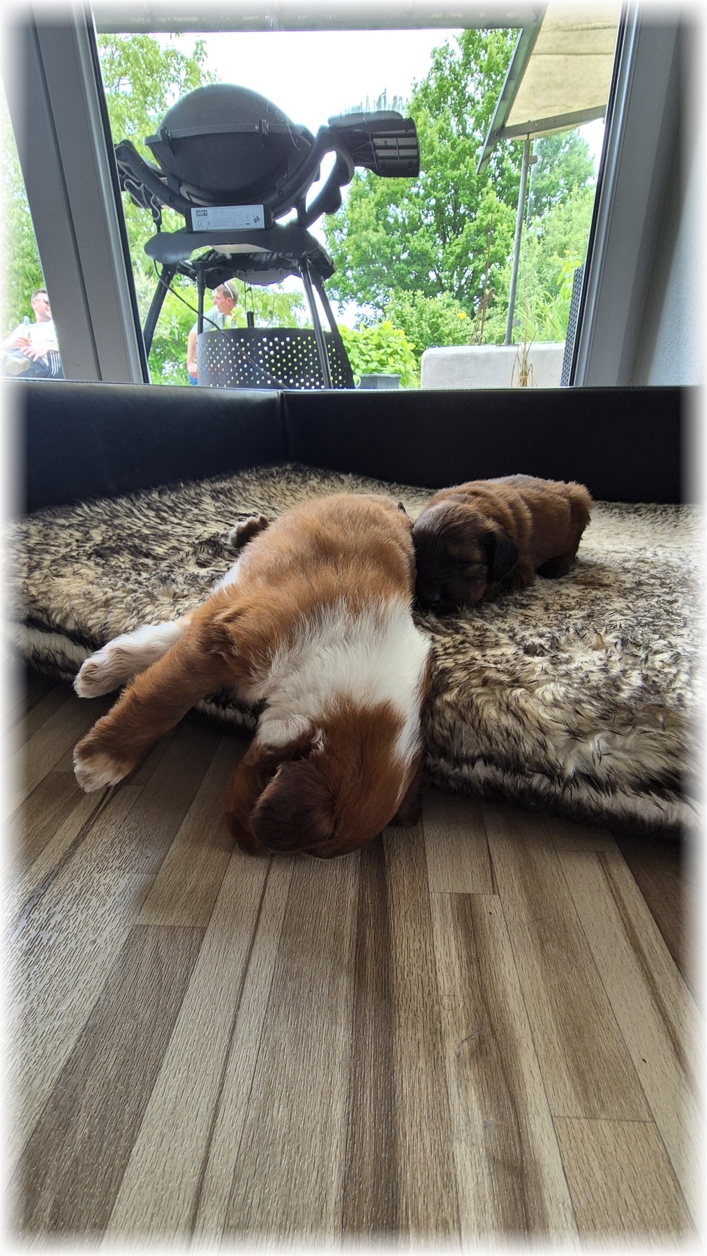 D-Wurf-von-der-Straubenhalde-2025