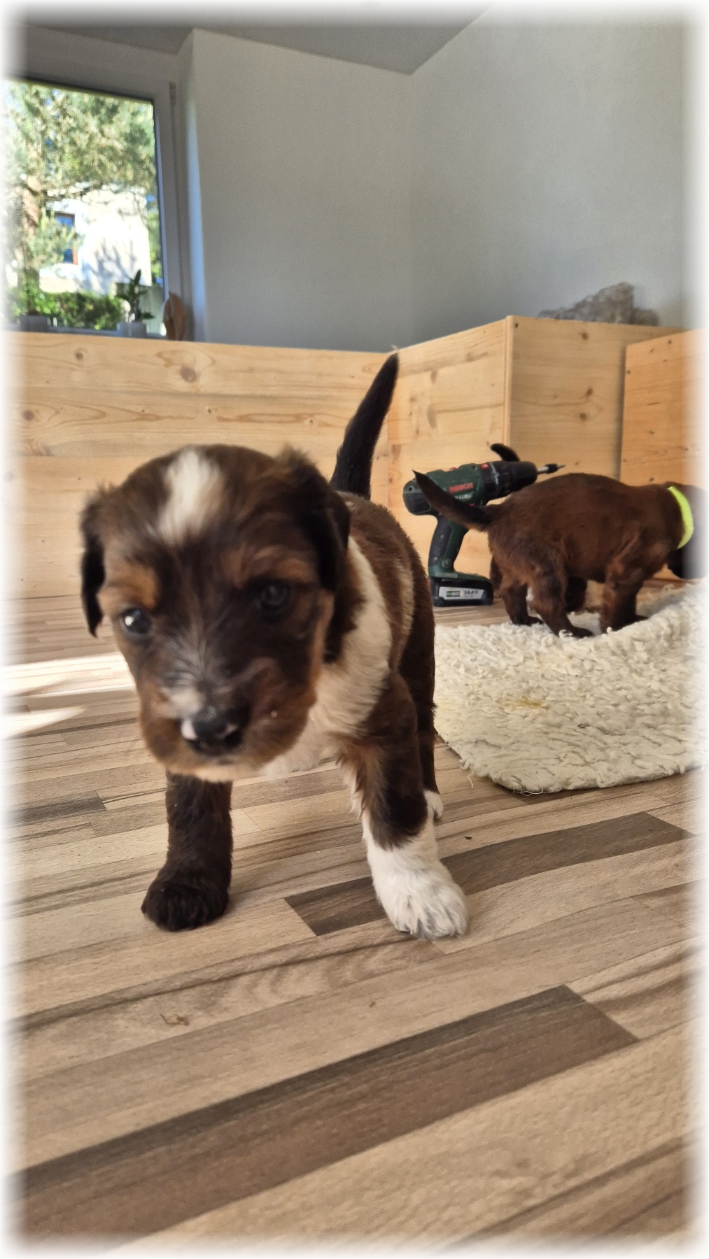 D-Wurf-von-der-Straubenhalde-2025