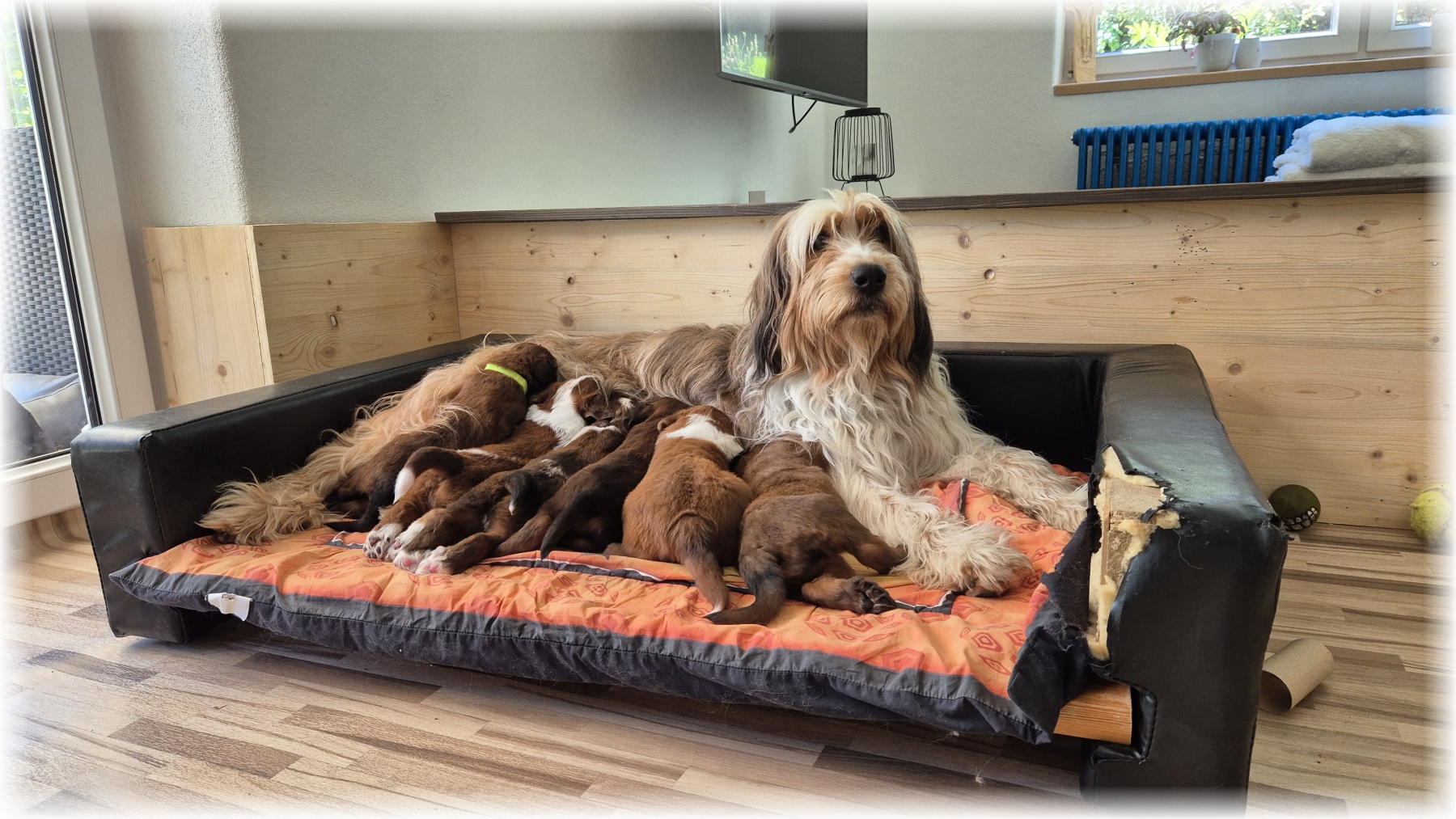 D-Wurf-von-der-Straubenhalde-2025