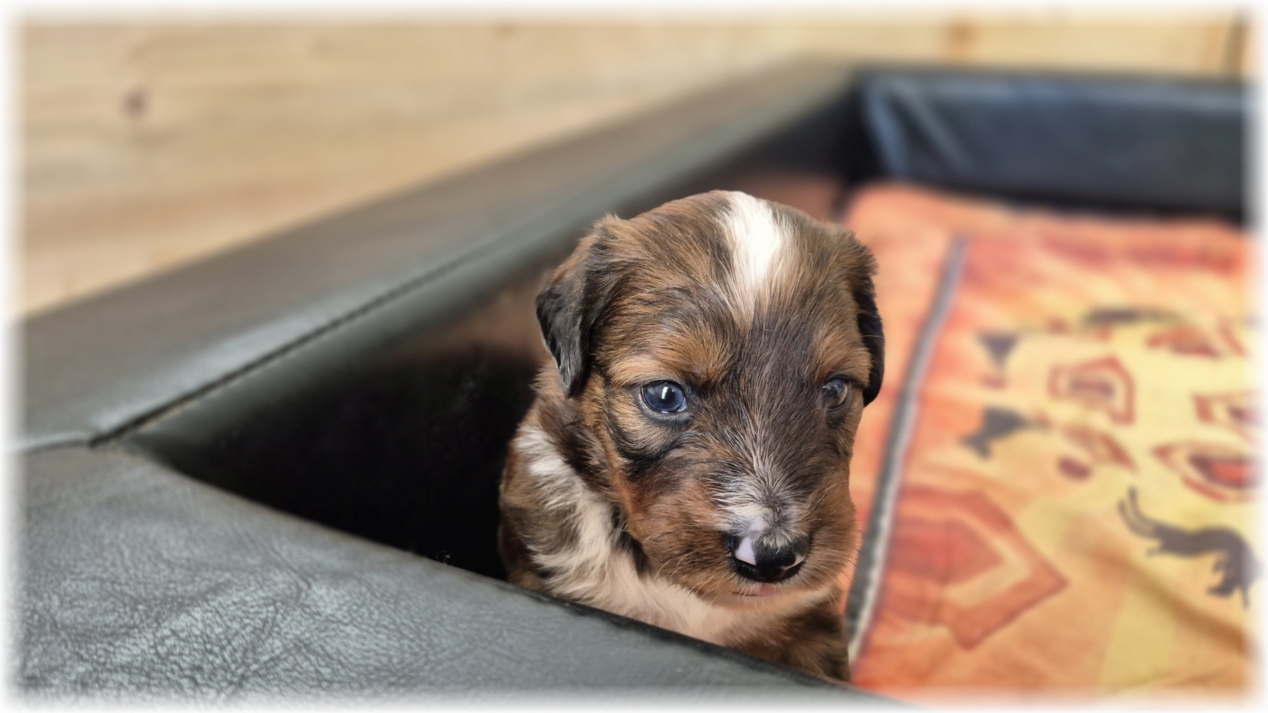 D-Wurf-von-der-Straubenhalde-2025