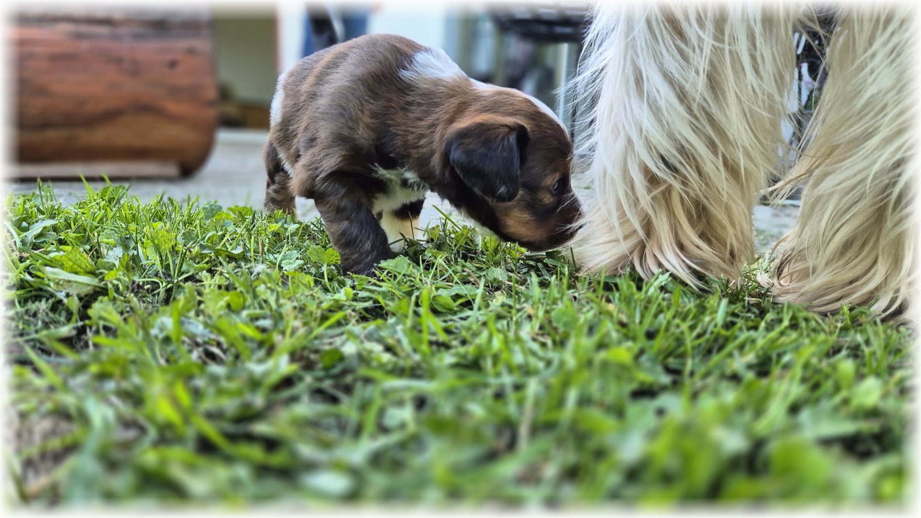 D-Wurf-von-der-Straubenhalde-2025