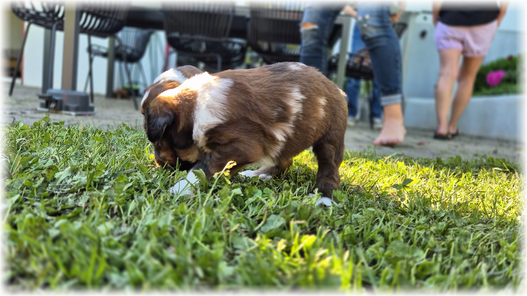 D-Wurf-von-der-Straubenhalde-2025