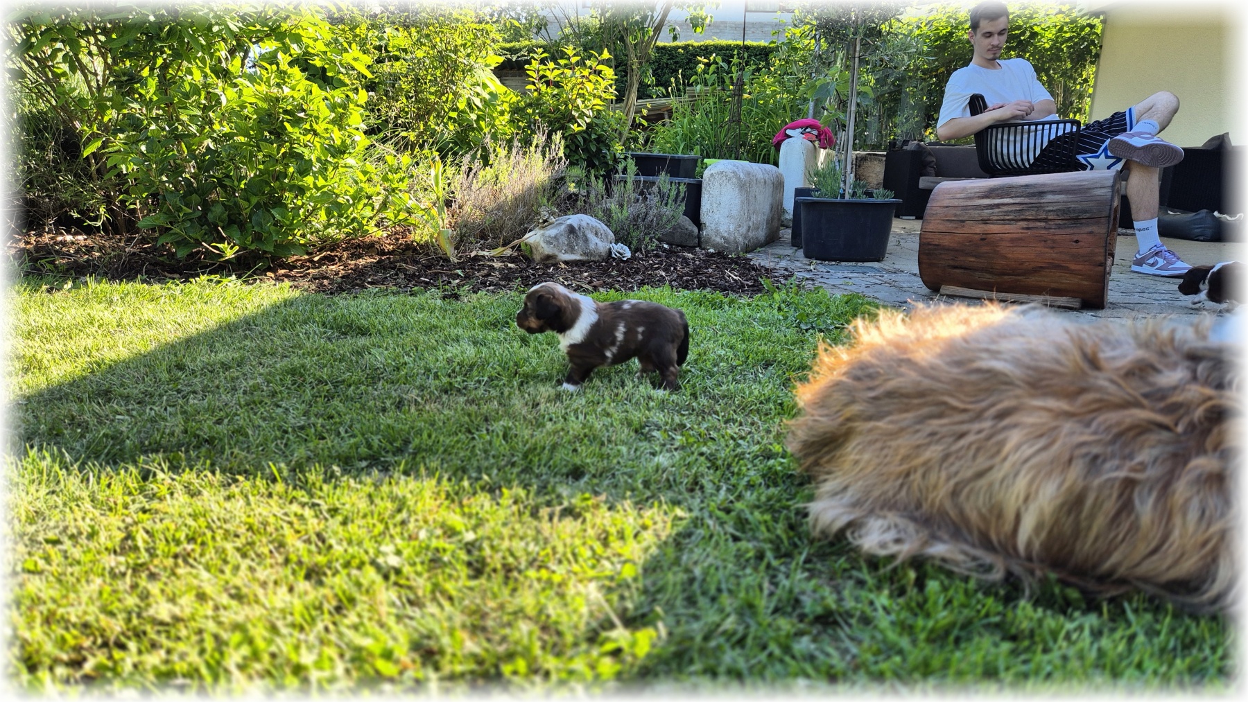 D-Wurf-von-der-Straubenhalde-2025