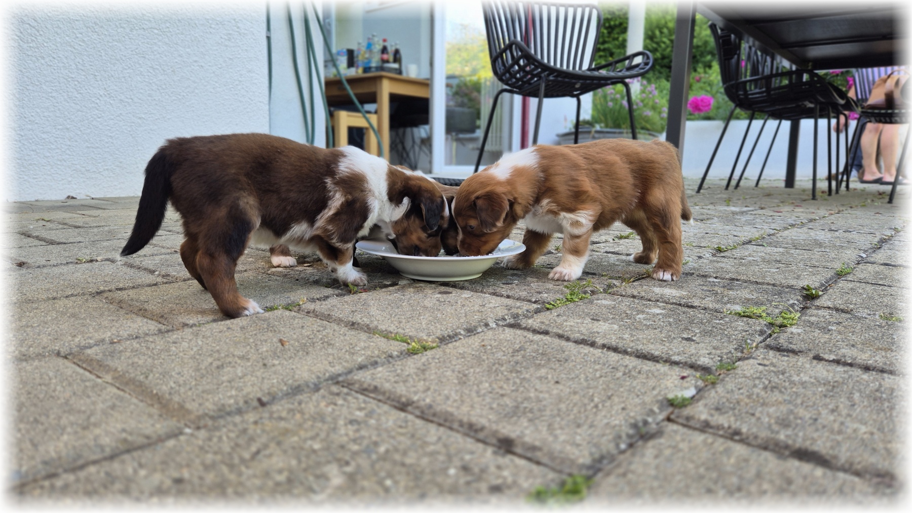 D-Wurf-von-der-Straubenhalde-2025