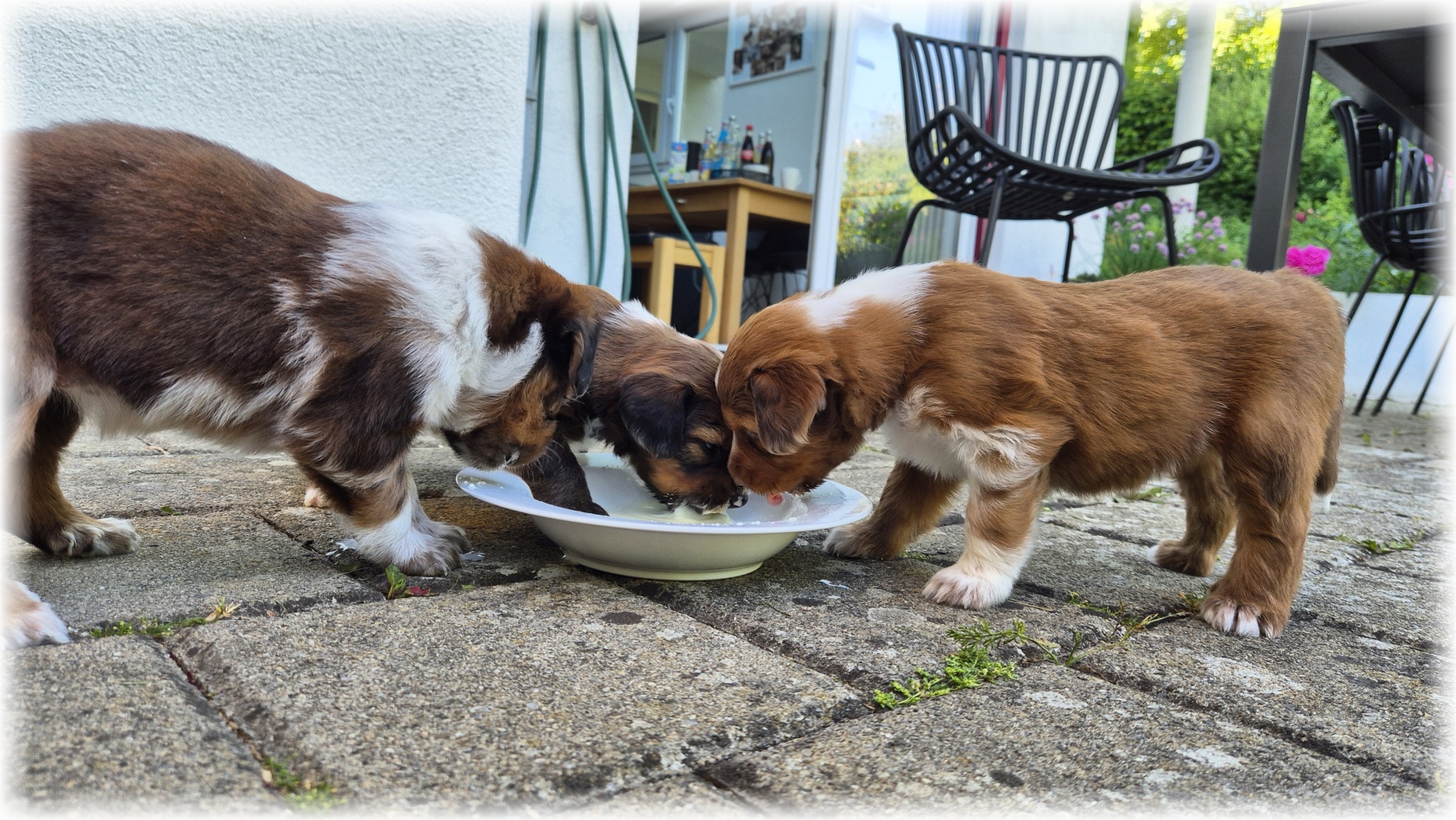 D-Wurf-von-der-Straubenhalde-2025