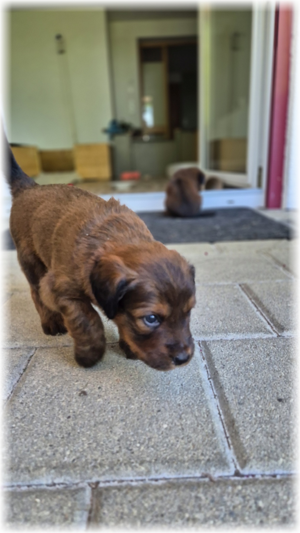 D-Wurf-von-der-Straubenhalde-2025