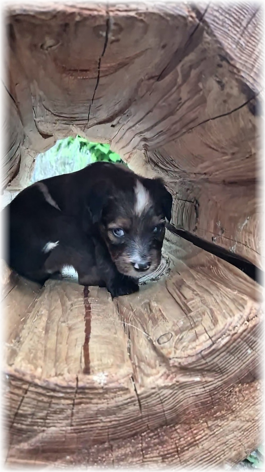 D-Wurf-von-der-Straubenhalde-2025