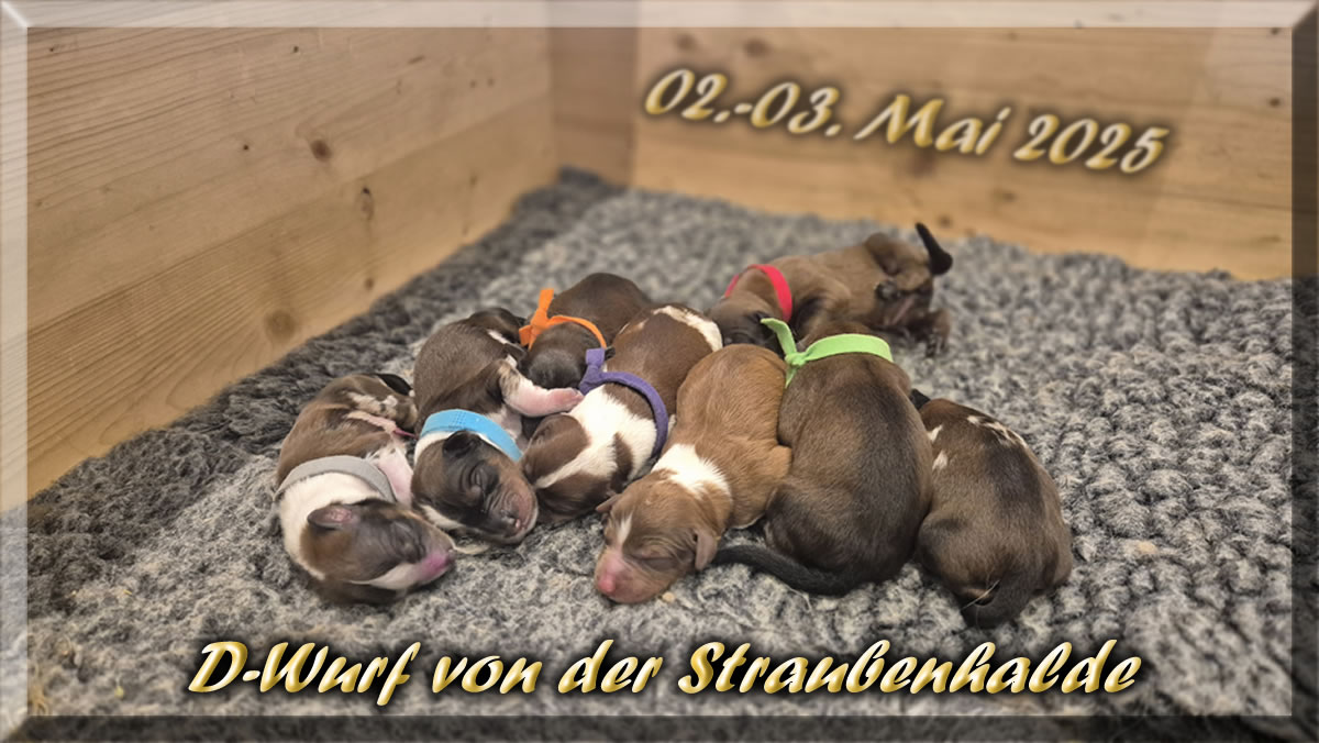 Iron und Bailey, der D-Wurf-von-der-Straubenhalde-2025