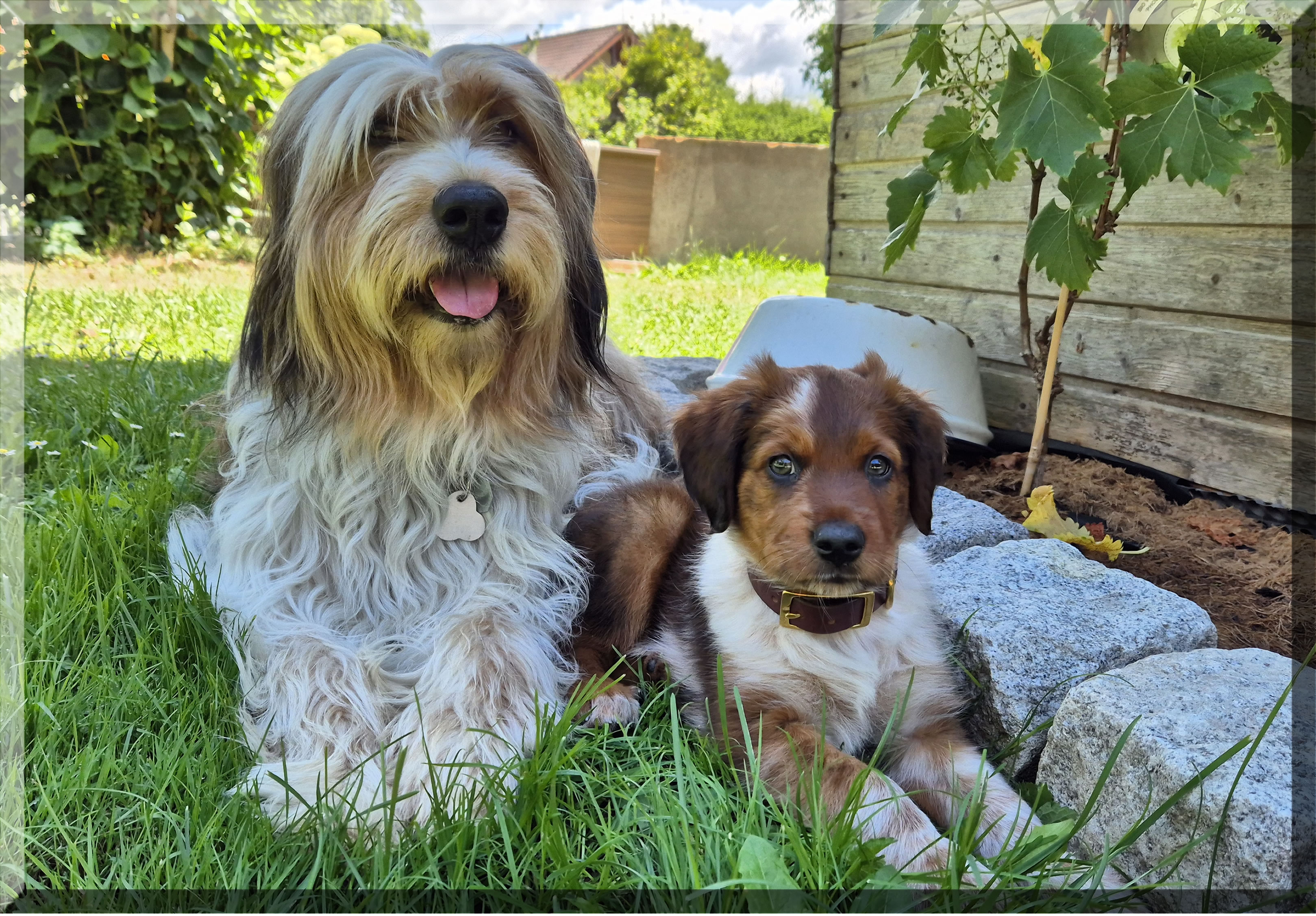 Dara Dynamit von der Straubenhalde