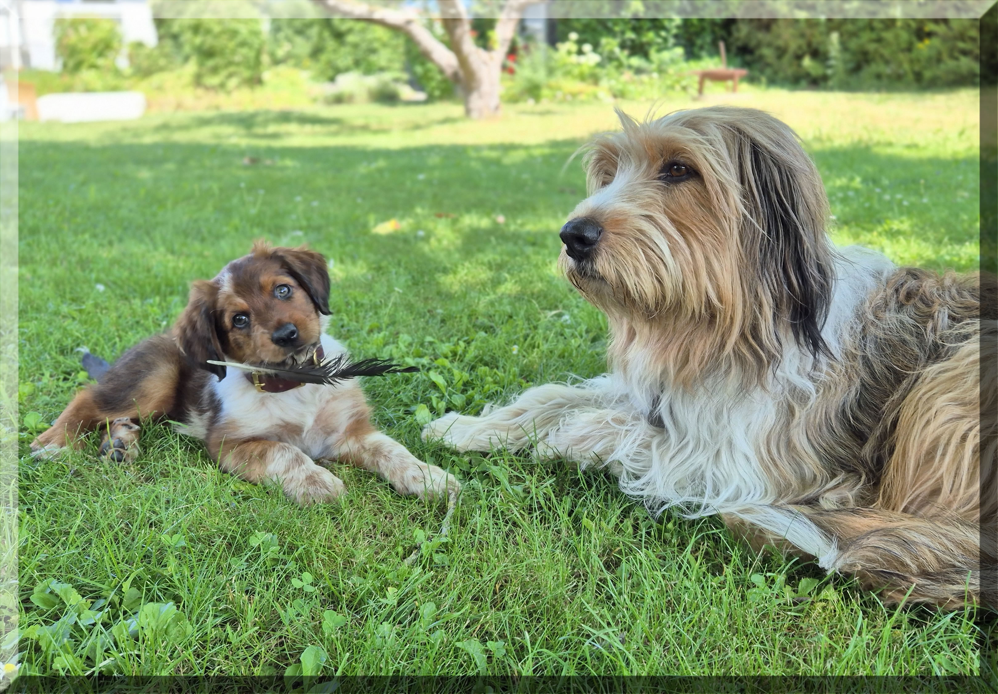 Dara Dynamit von der Straubenhalde