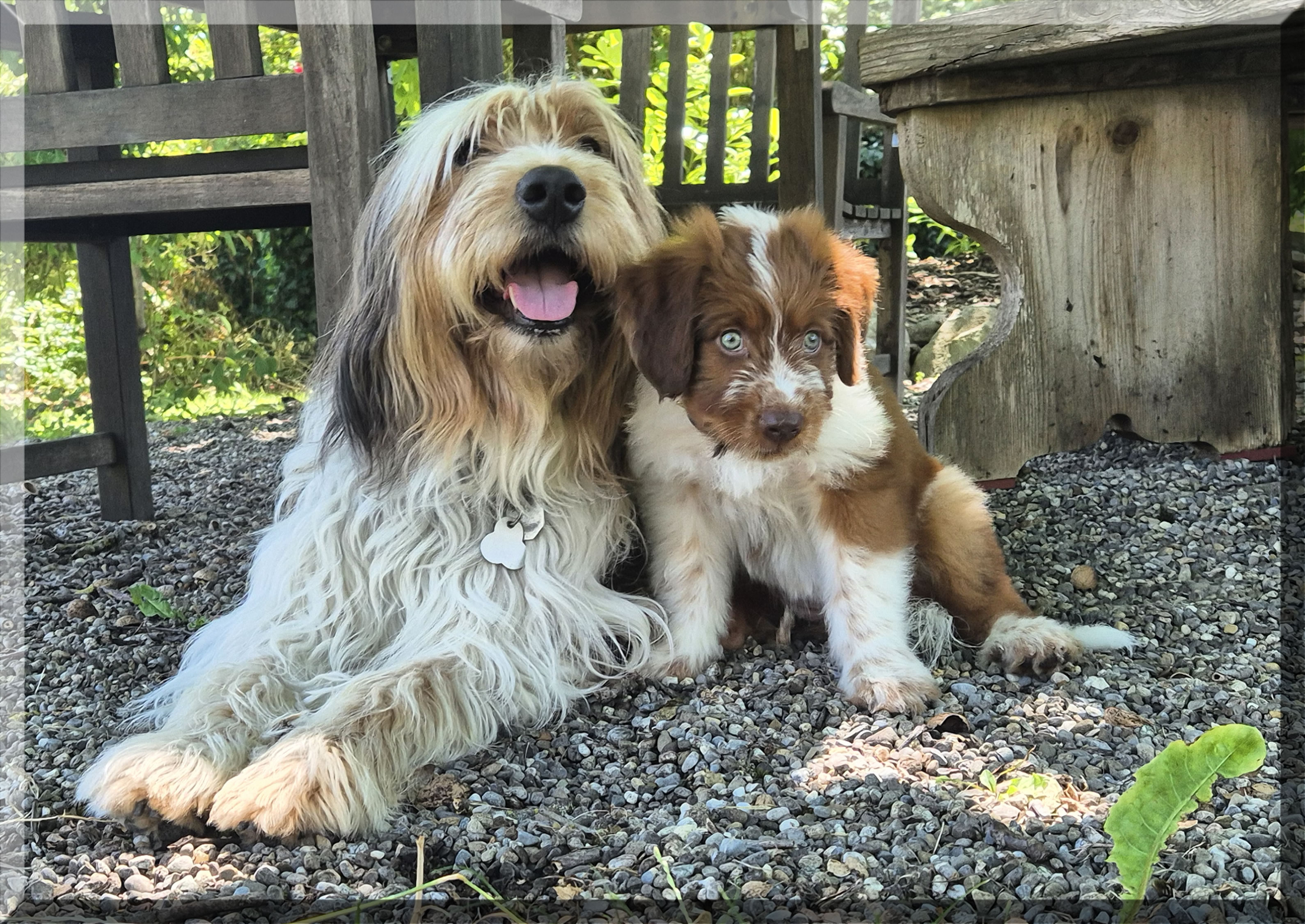 Daruna von der Straubenhalde