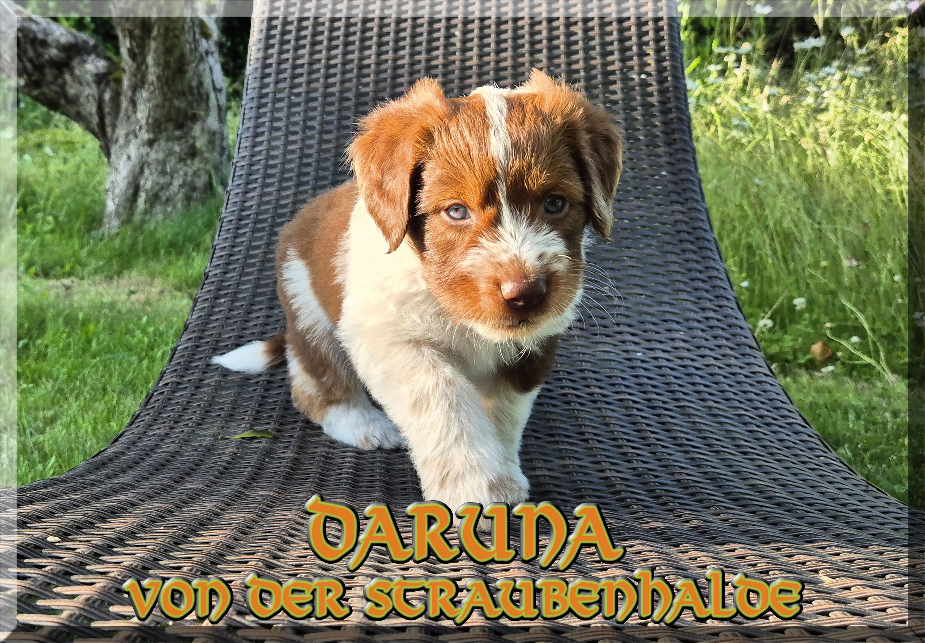 Daruna von der Straubenhalde