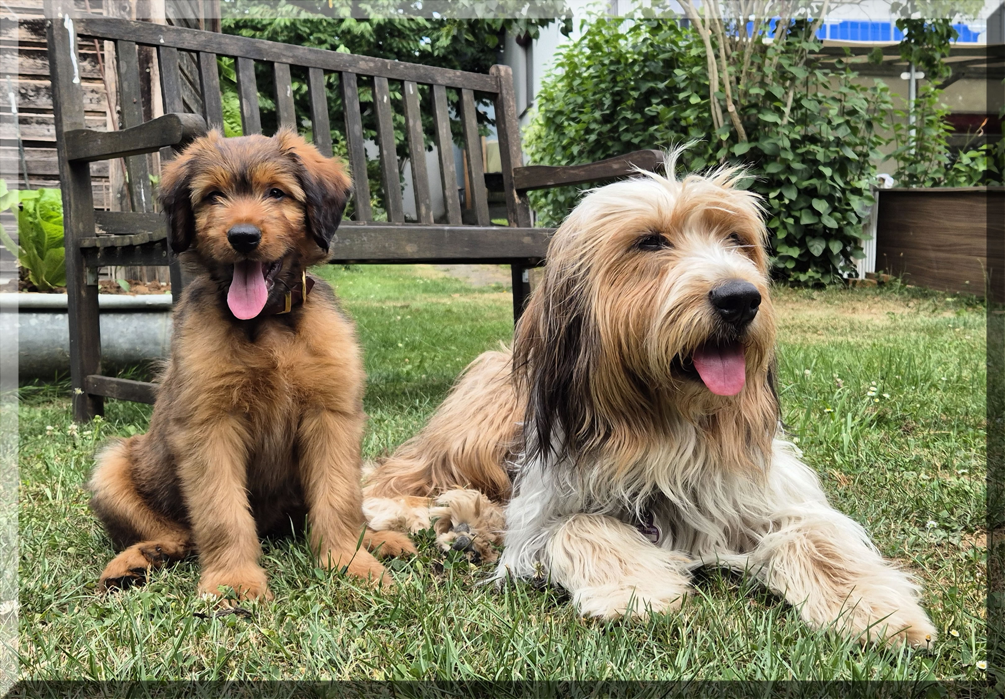 Dorie von der Straubenhalde