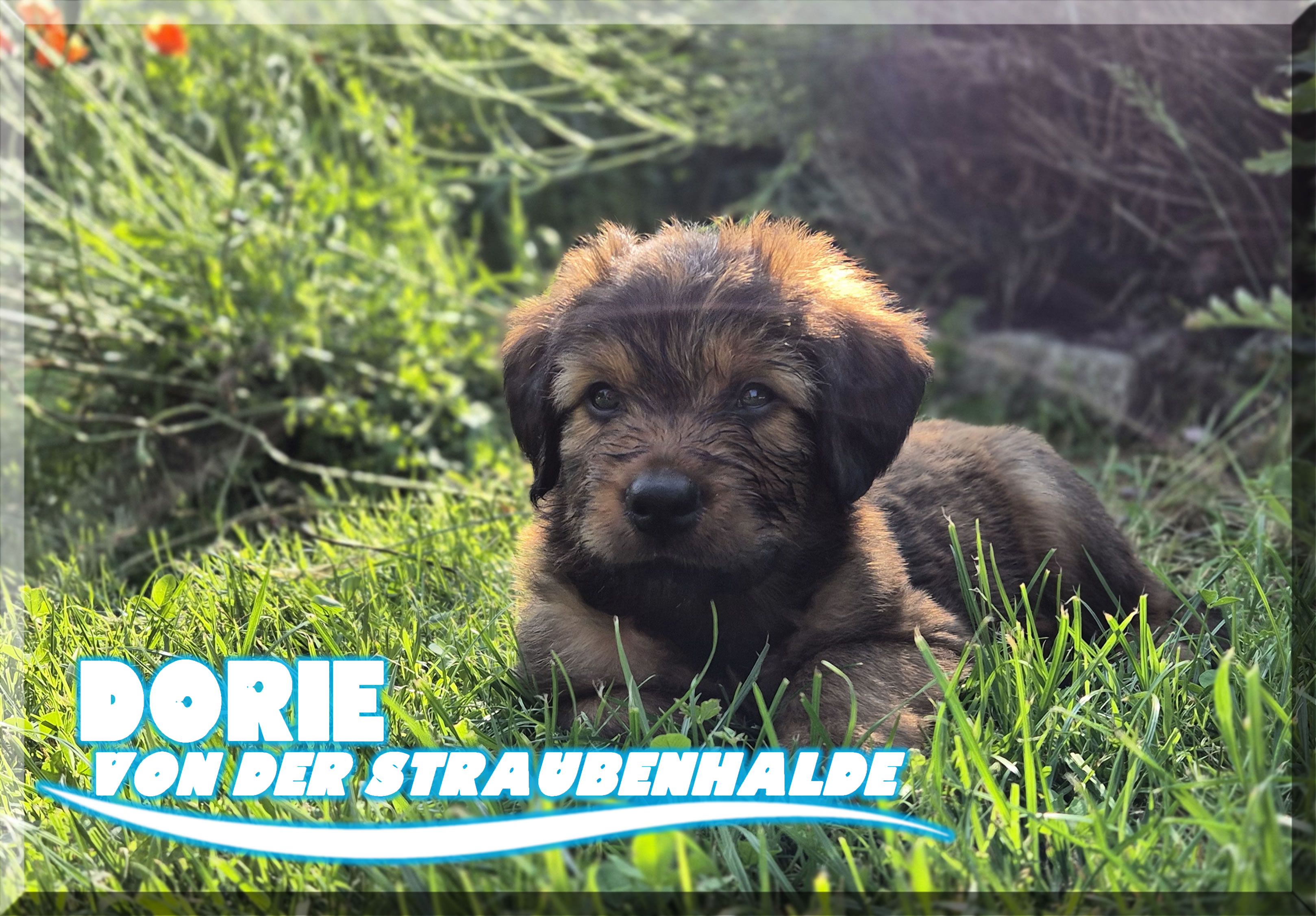 Dorie von der Straubenhalde